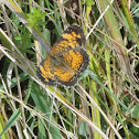 Pearl Crescent