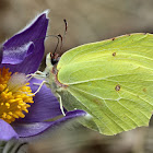 Brimstone