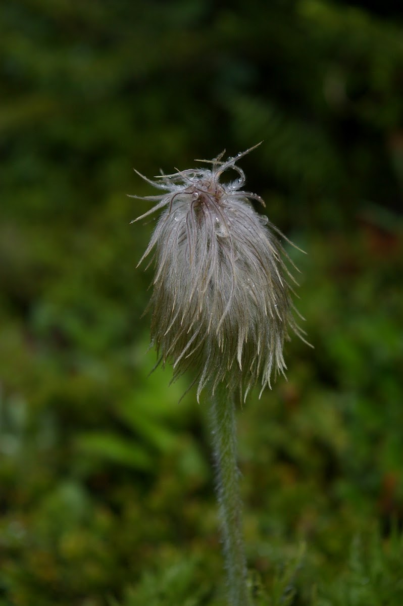 Western pasqueflower (achene)