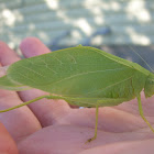 unknown katydid