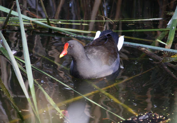 Spotting Image 1