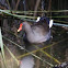 Dusky Moorhen