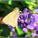 Dark Branded Swift Butterfly