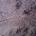 Fish bones