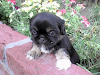 Pekines Cachorros Pequines
