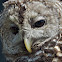 Barred Owl (female)