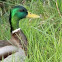 Mallard
