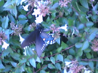Spotting Image 1