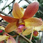 Orchid
