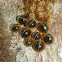 Hairy Fungus Beetles
