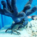 Atlantic blue crab