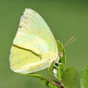 Cloudless Sulphur