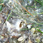 Cottonwood seeds