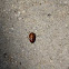 June Beetle