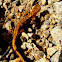 Long-tailed Salamander