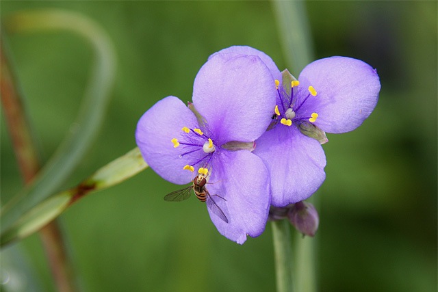 [TradescantiaBlomsterflue3.jpg]