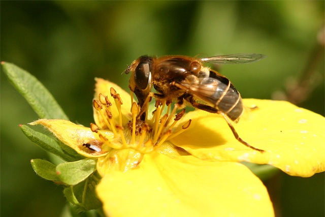 [Potentilla23.jpg]