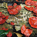 Red Fungi