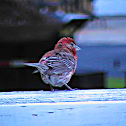 Bird - House Finch