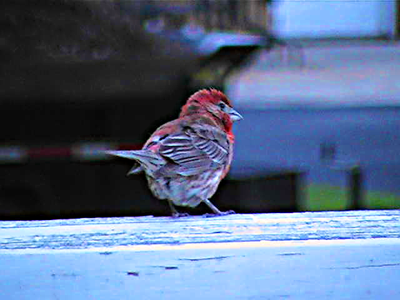 Spotting Image 1