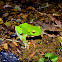 Taipei tree frog
