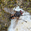 Fly