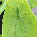 Lynx spider