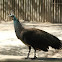 Pavão-azul or Pavão-real