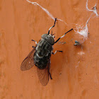 horse fly