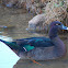 Mulard (Male)