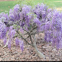 Japanese Wisteria