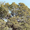 Alligator Juniper (Juniperus deppeana)