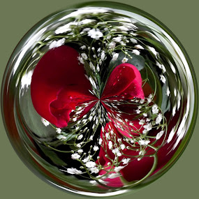 Red Roses & Baby Breath by Colleen Legree - Abstract Fine Art ( abstract, circular, red, roses, fine art, baby breath, whith )