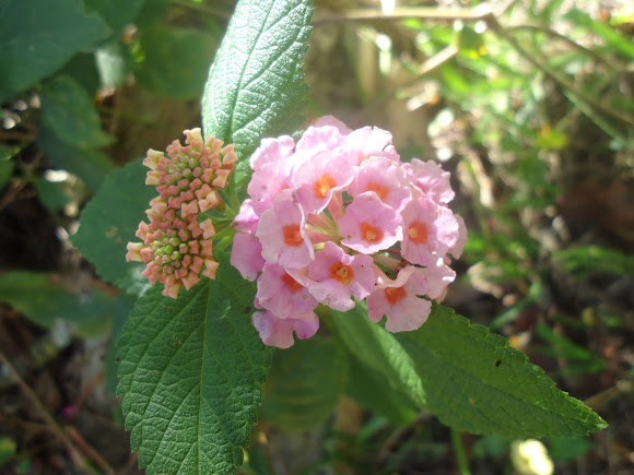 Spotting Image 1