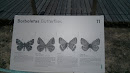 Butterflies 1