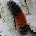Banded Woolly Bear