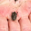 Pacific Mole Crab