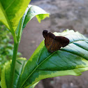 Planthopper