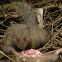 Indian Gray Mongoose
