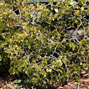 Lignum Vitae