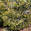 Lignum Vitae