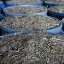 Prairie Seeds