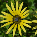 Cape Dandelion