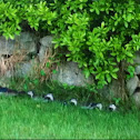 Wood duck