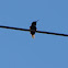 Aves