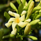 papaya (male)