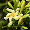 papaya (male)