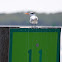 Royal Tern