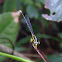 Blue bush dart