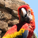 Scarlet Macaw